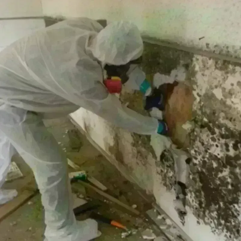 Mold Remediation and Removal in Brookneal, VA